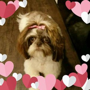 Meet your Posher, Sylvia